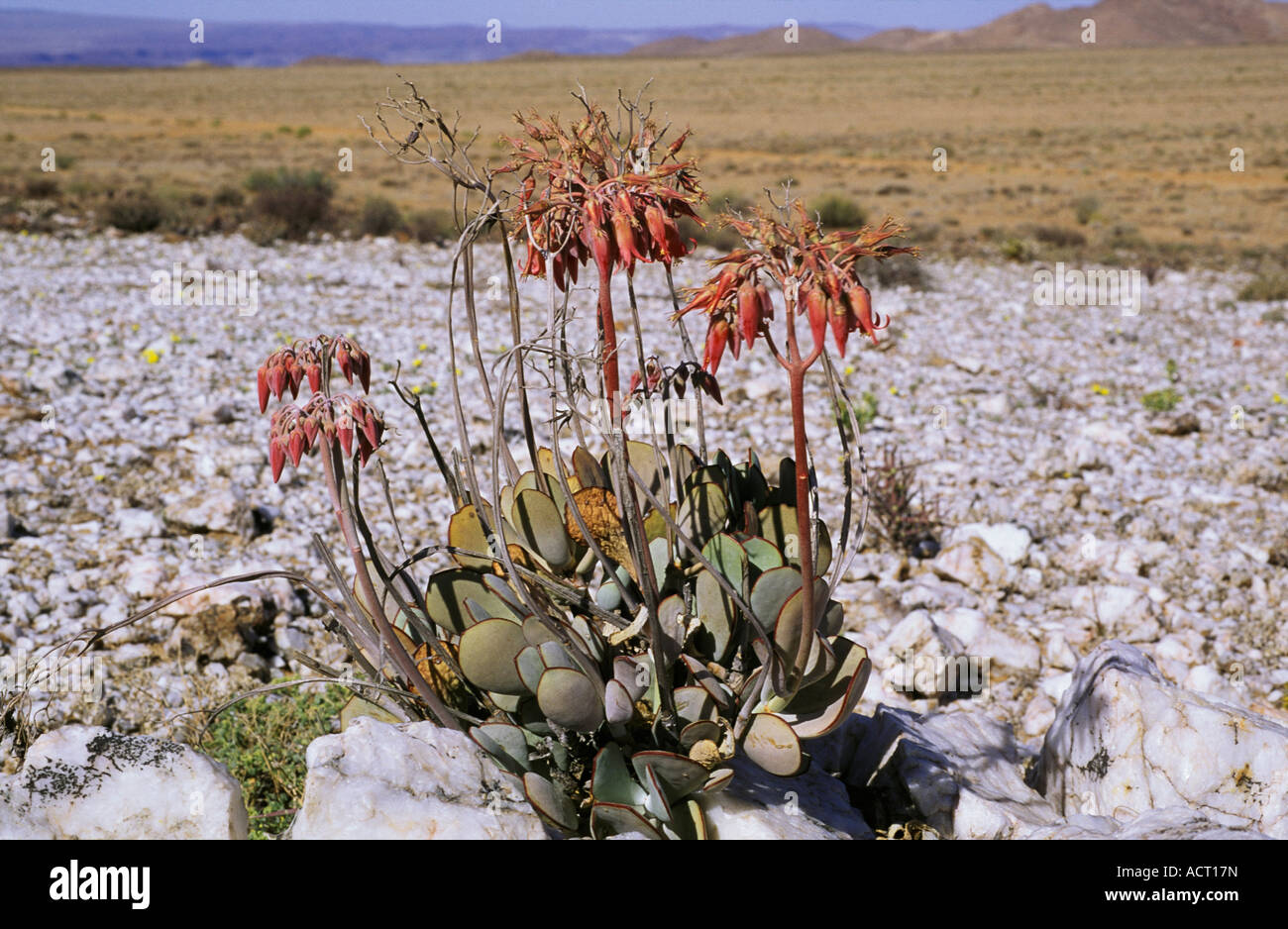 Cotyledon orbiculata in flower growing on quartz vein Richtersveld north western Cape South Africa Stock Photo