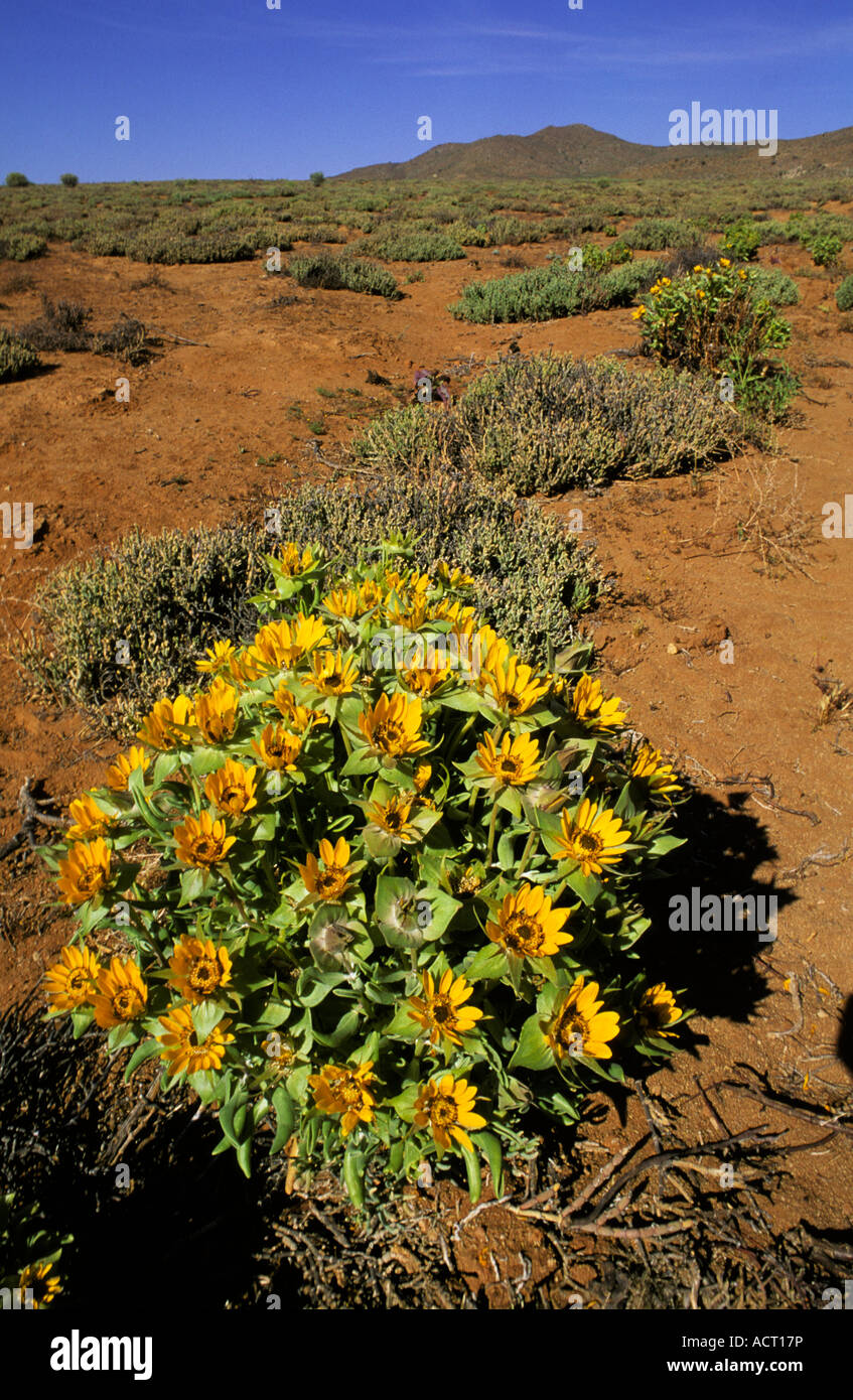 Perdeblom Didelta carnosa in flower Helskloof Richtersveld north western Cape South Africa Stock Photo