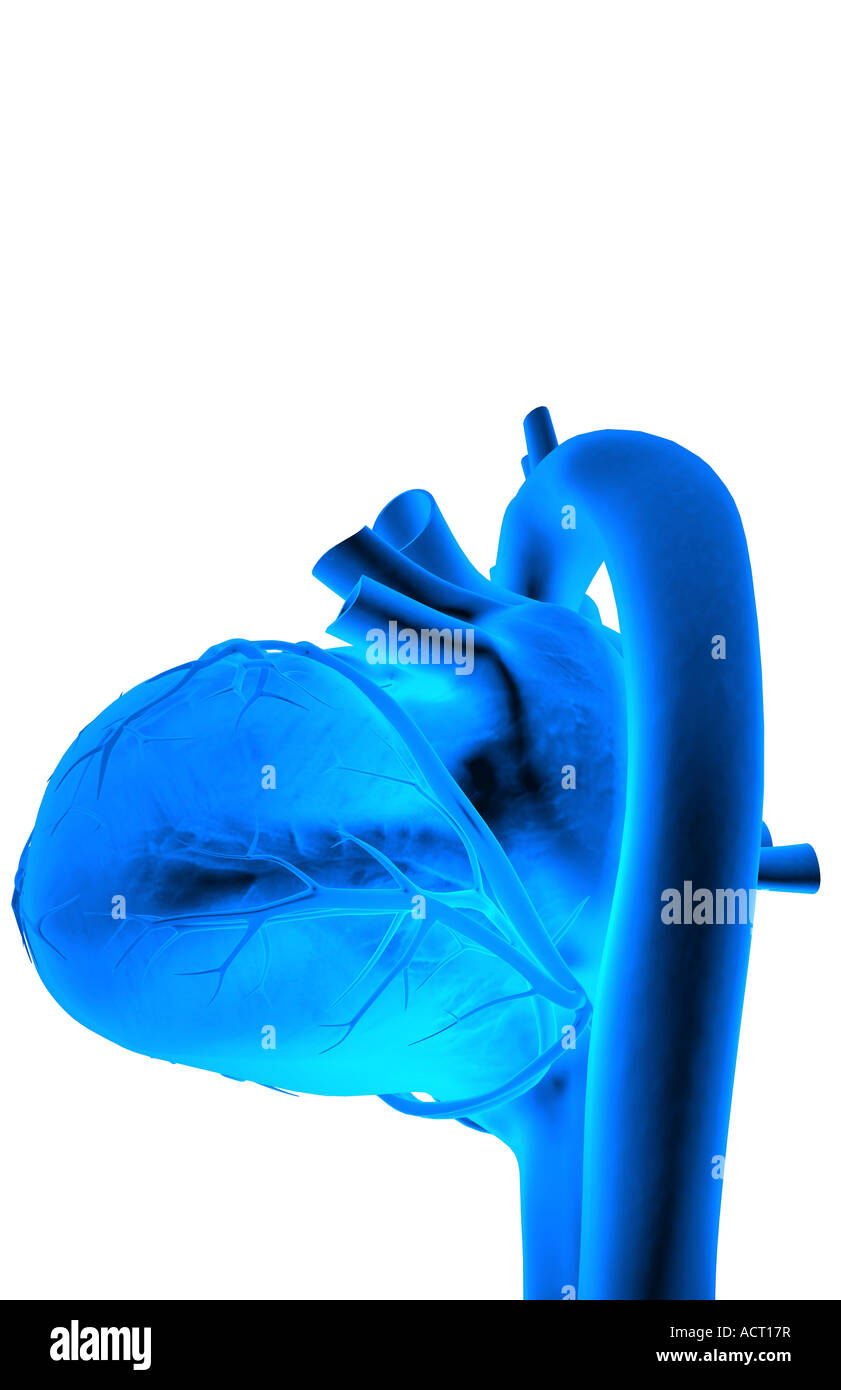 The coronary vessels of the heart Stock Photo