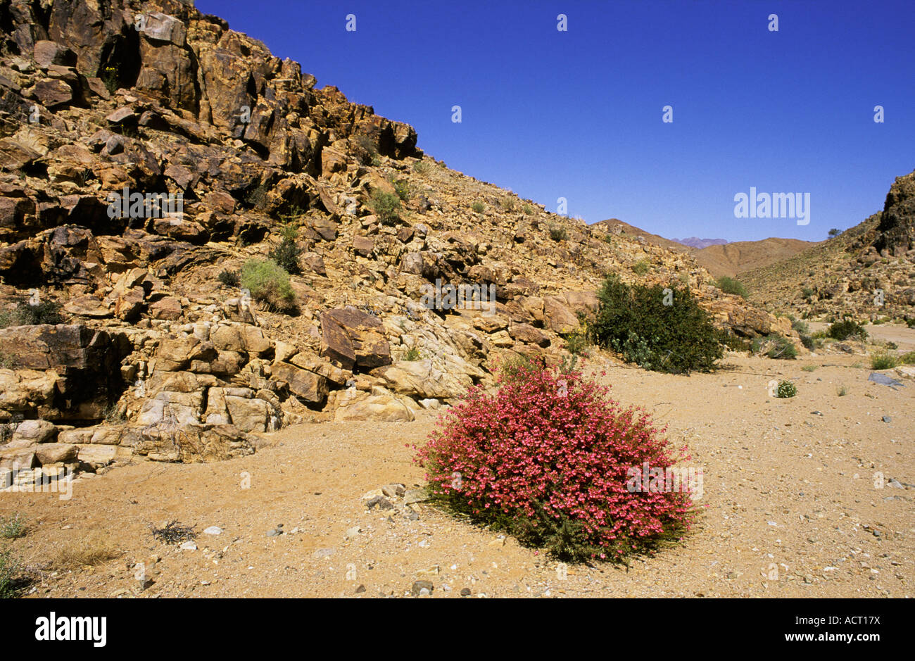 Desert rose Hermannia sp in flower near Kokerboomkloof Richtersveld north western Cape South Africa Stock Photo