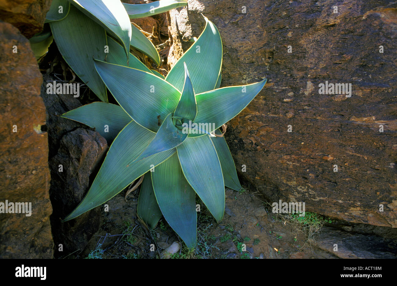 Aloe striata subsp Komaggasensis growing amongst rocks near Sendelingsdrift Richtersveld north western Cape South Africa Stock Photo