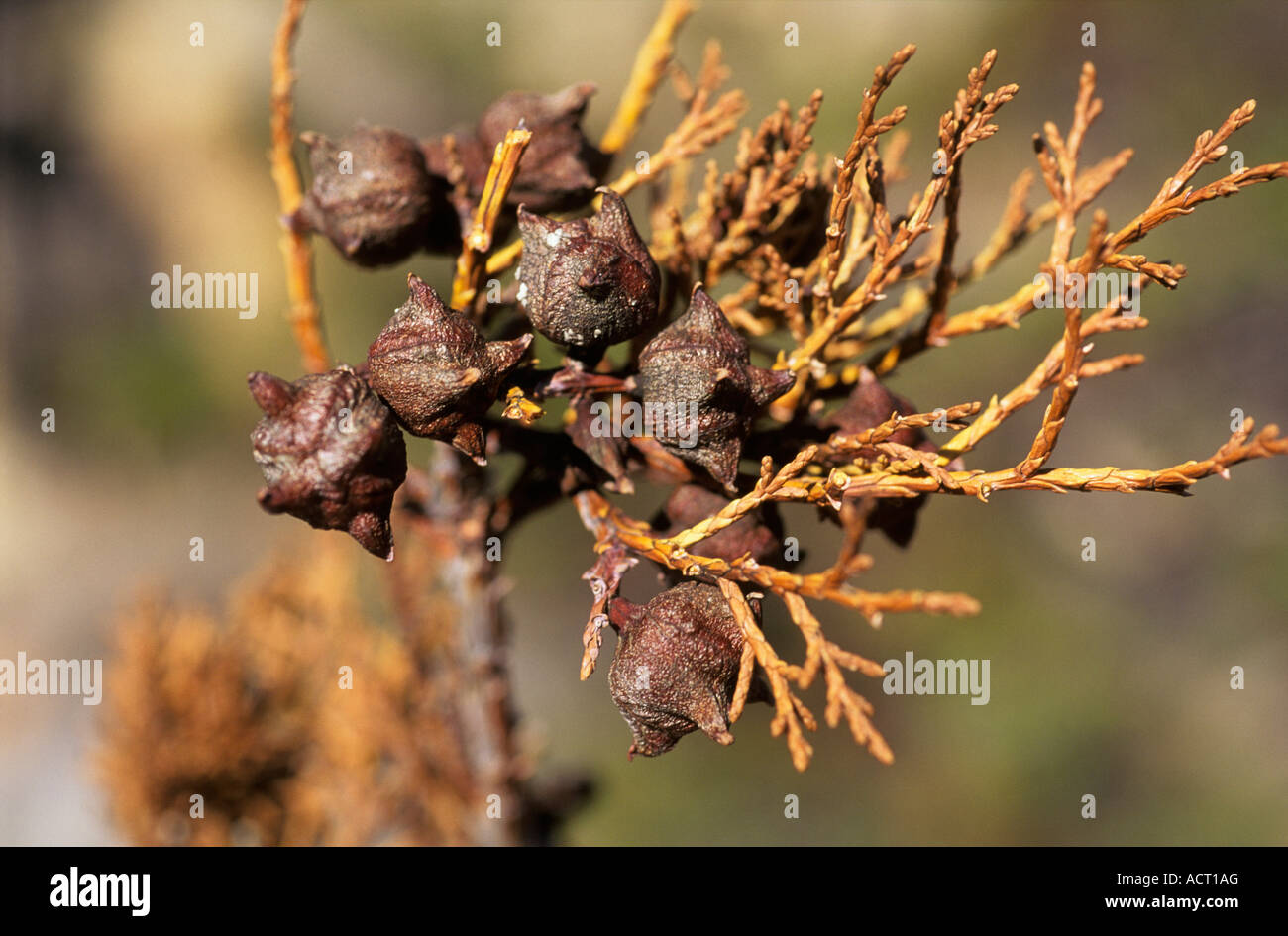 Fruits of Clanwilliam cedar Widdringtonia cedarbergensis Cedarberg Wilderness western Cape South Africa Stock Photo