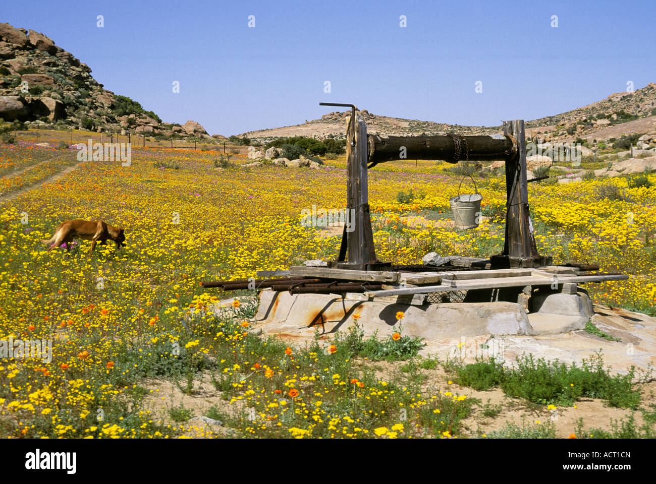 Field of yellow daisies and a dog near an old wooden well near Kamieskroon Namaqualand north western Cape South Africa Stock Photo