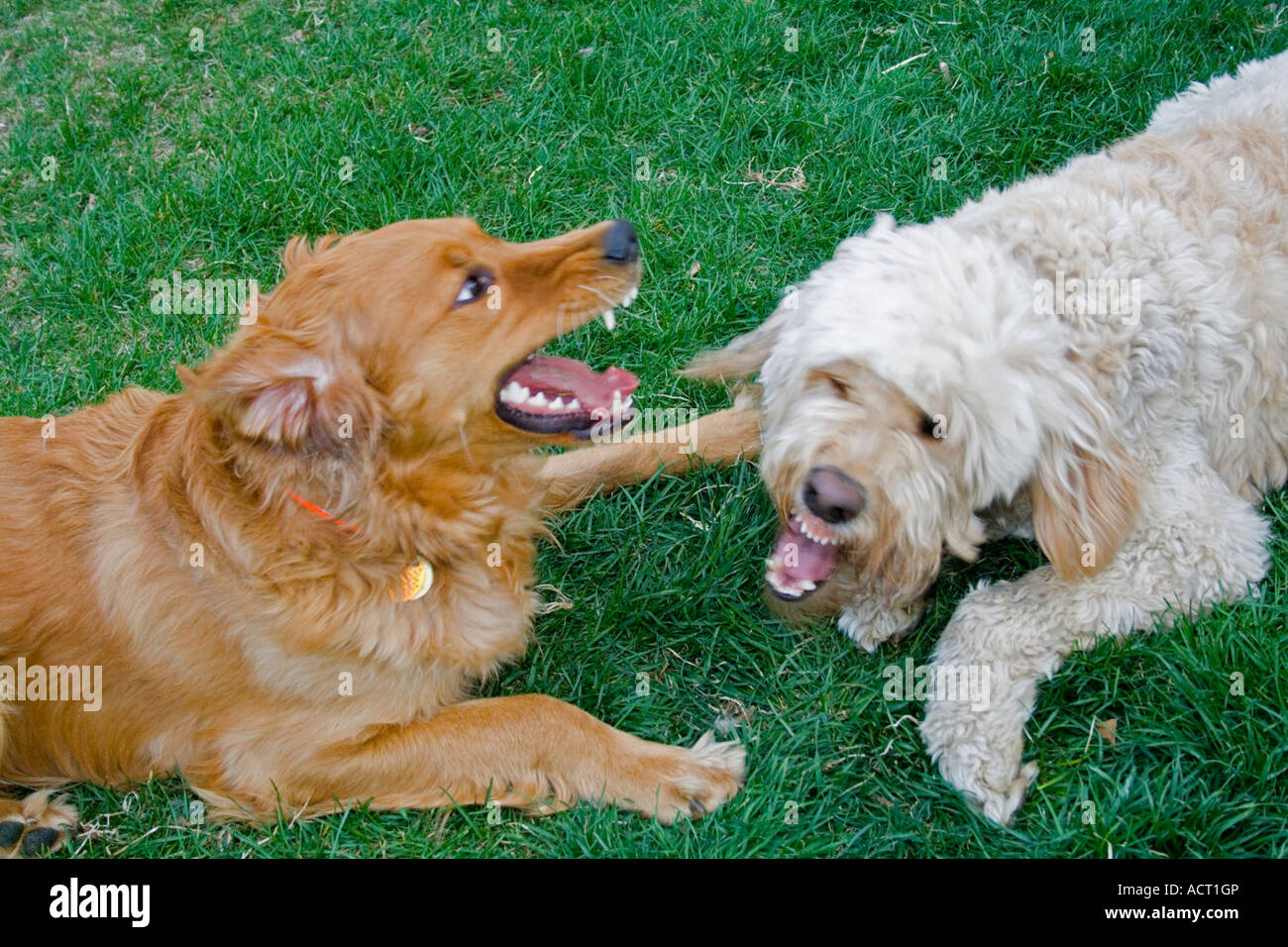 Why Do Dogs Playfully Bite Each Other