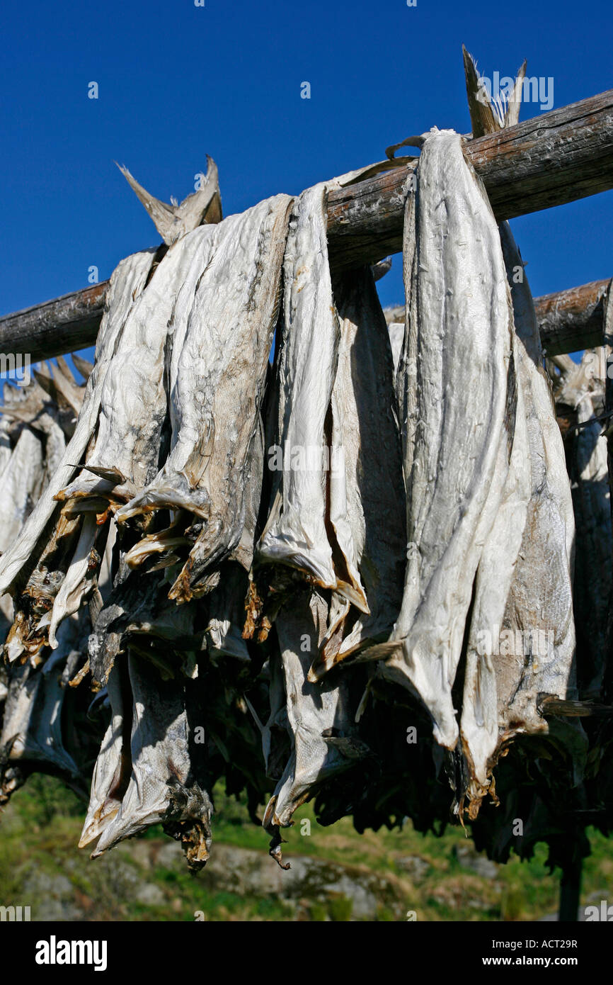 Bacalao lofoten hi-res stock photography and images - Alamy