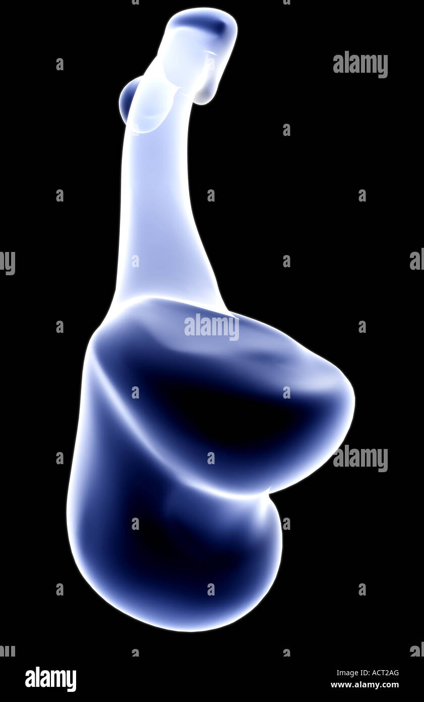 Medial femoral condyle hi-res stock photography and images - Alamy