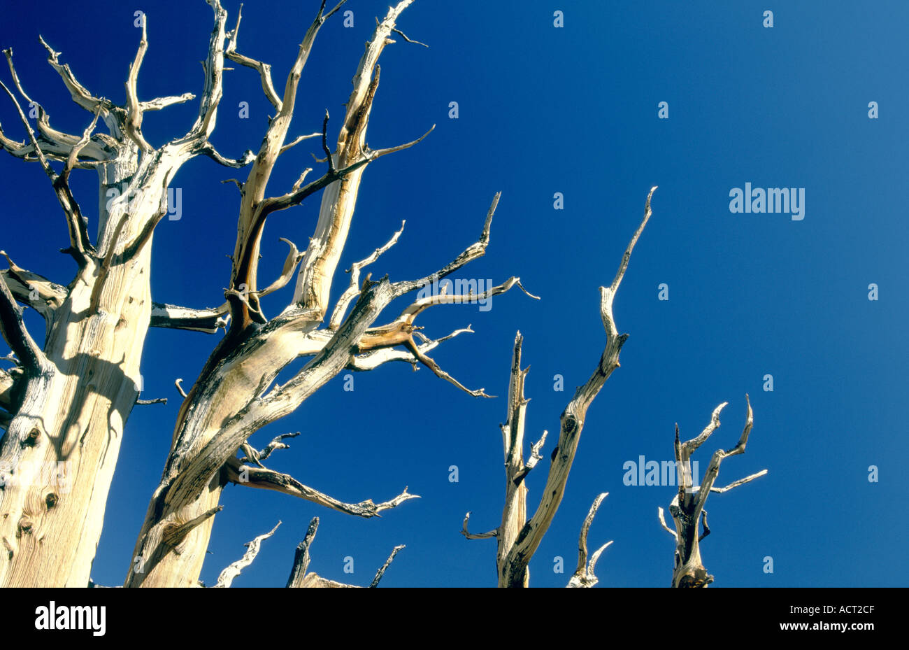 Longest pine cone hires stock photography and images Alamy