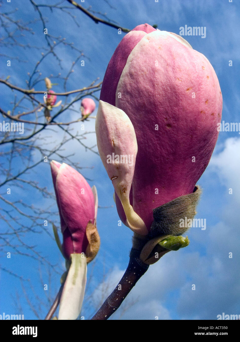 close up of dark pink magnolia bud against a blue sky Stock Photo