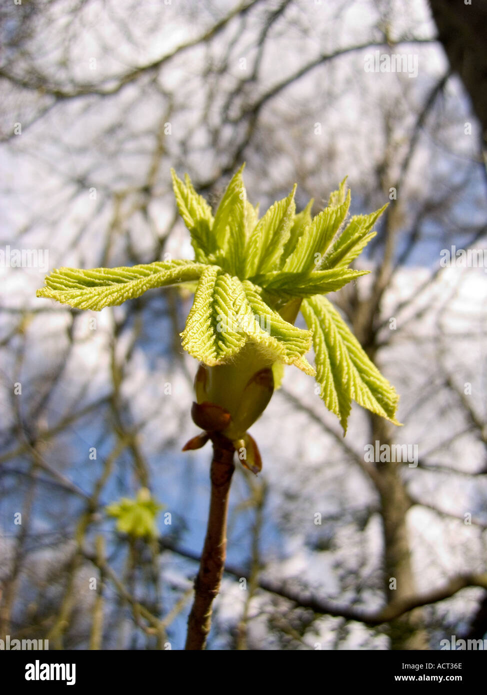 horse chestnut tree bud and young leaves Stock Photo Alamy