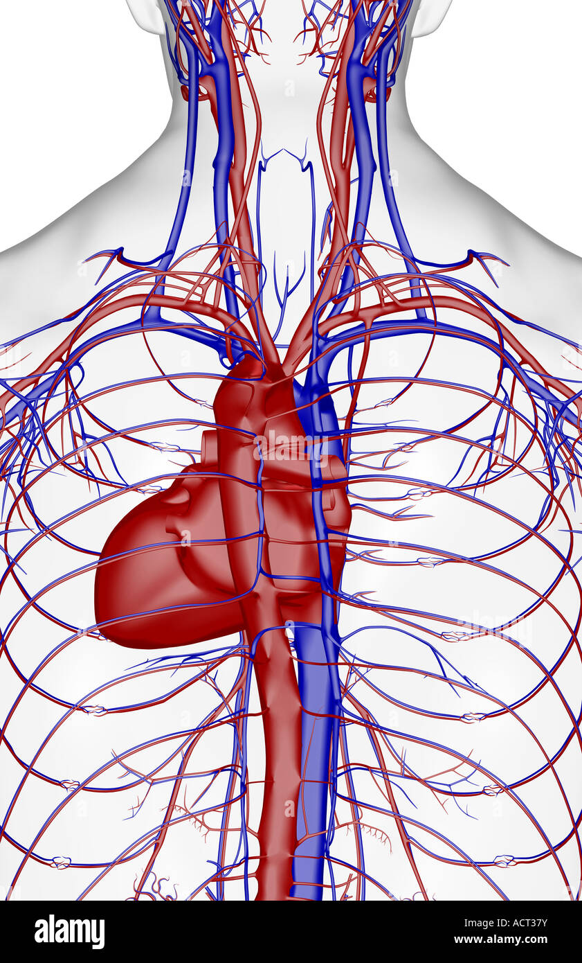 The blood supply of the upper body Stock Photo - Alamy