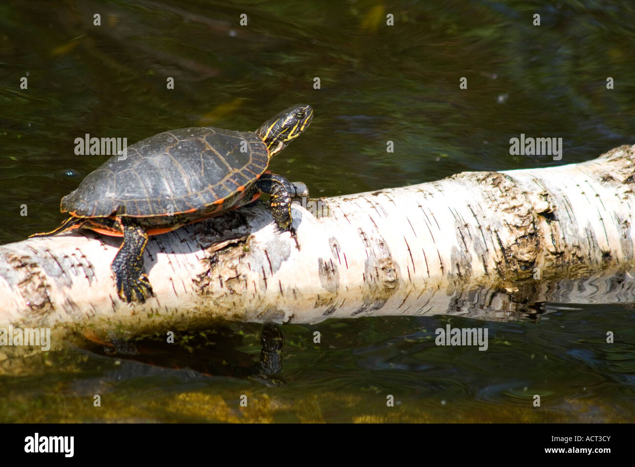 Painted mud turtle Chelydra serpentina sun bathing on birch log. Gull Lake Nisswa Minnesota USA Stock Photo