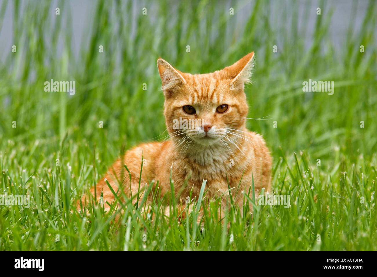 American shorthair orange tabby cat hi-res stock photography and images ...