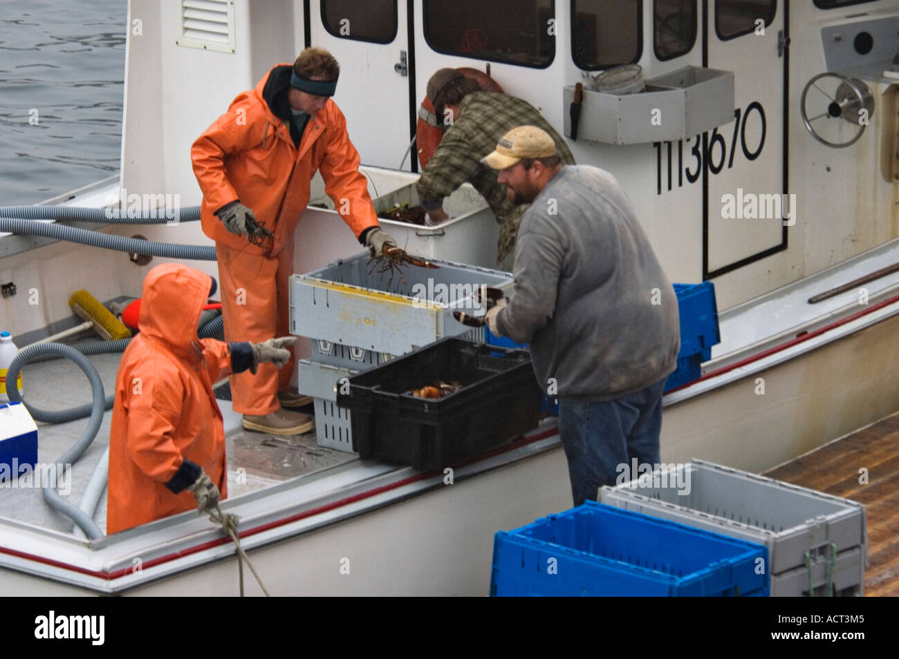 Fishermen Sorting Lobsters on Boat at Dock after Successful Day on