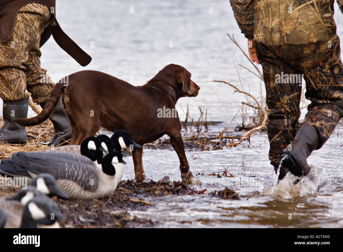 Chocolate Labrador Retriever Following Hunter as He gathers Decoys from Water after a Successful Hunt Hardy Lake Indiana Stock Photo