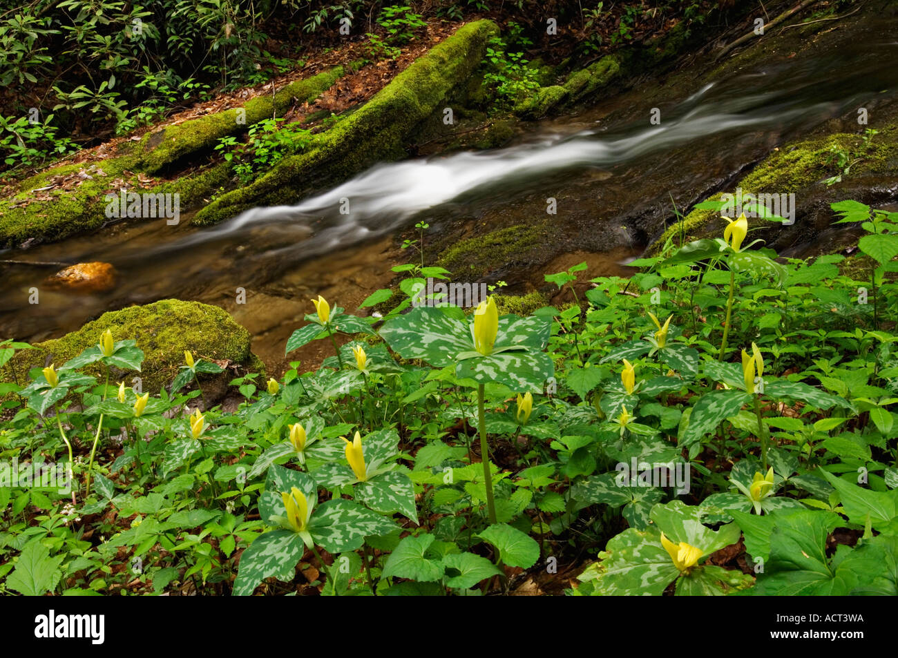 Yellow Trillium Growing Beside Small Mountain Stream Great Smoky Mountains National Park Tennessee Stock Photo