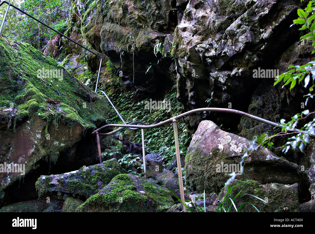 Perilous Path the perilous path through the oxly world heritage rainforest Stock ...