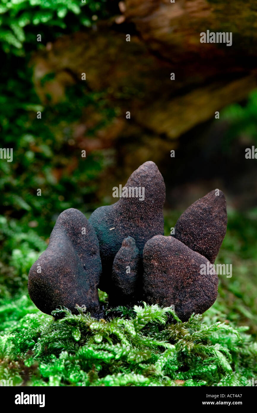 Dead Mans Fingers Xylaria polymorpha growing on mossy log sandy lodge bedfordshire Stock Photo