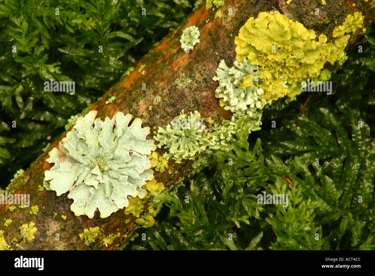 Parmelia caperata lichen Stock Photo