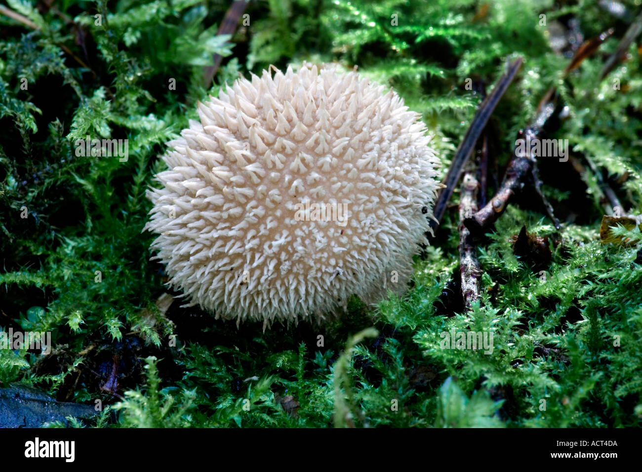 Spiny puffball Lycoperdon echinatum Stock Photo