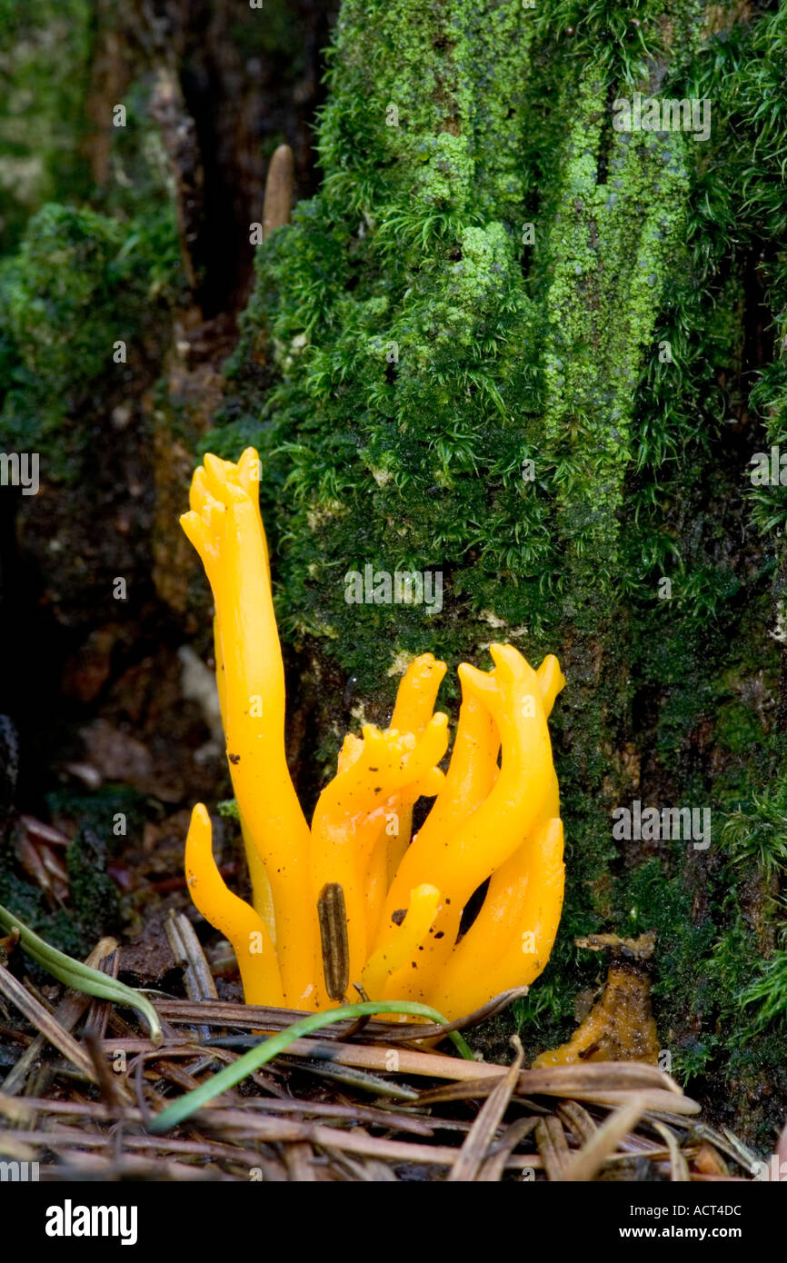 Yellow Stagshorn Fungus Calocera viscosa Stock Photo