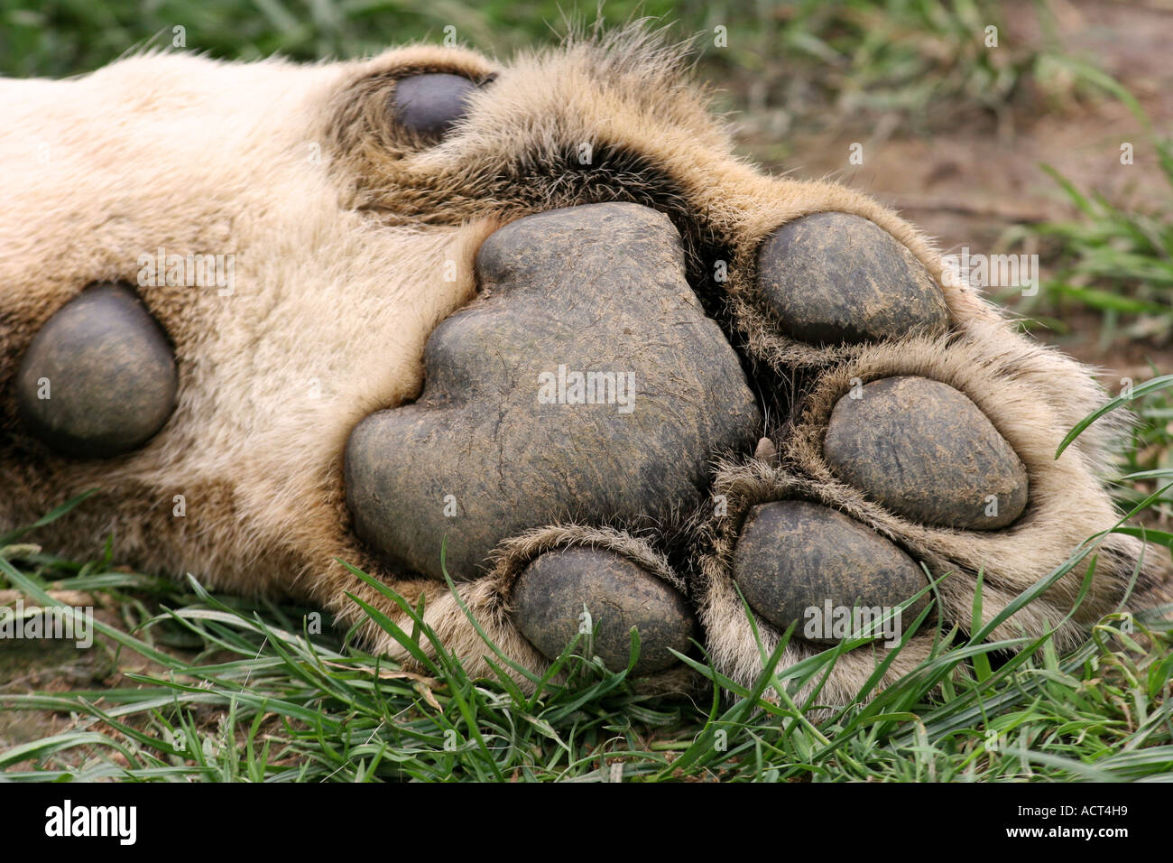 Underside Of Paw Hi Res Stock Photography And Images Alamy