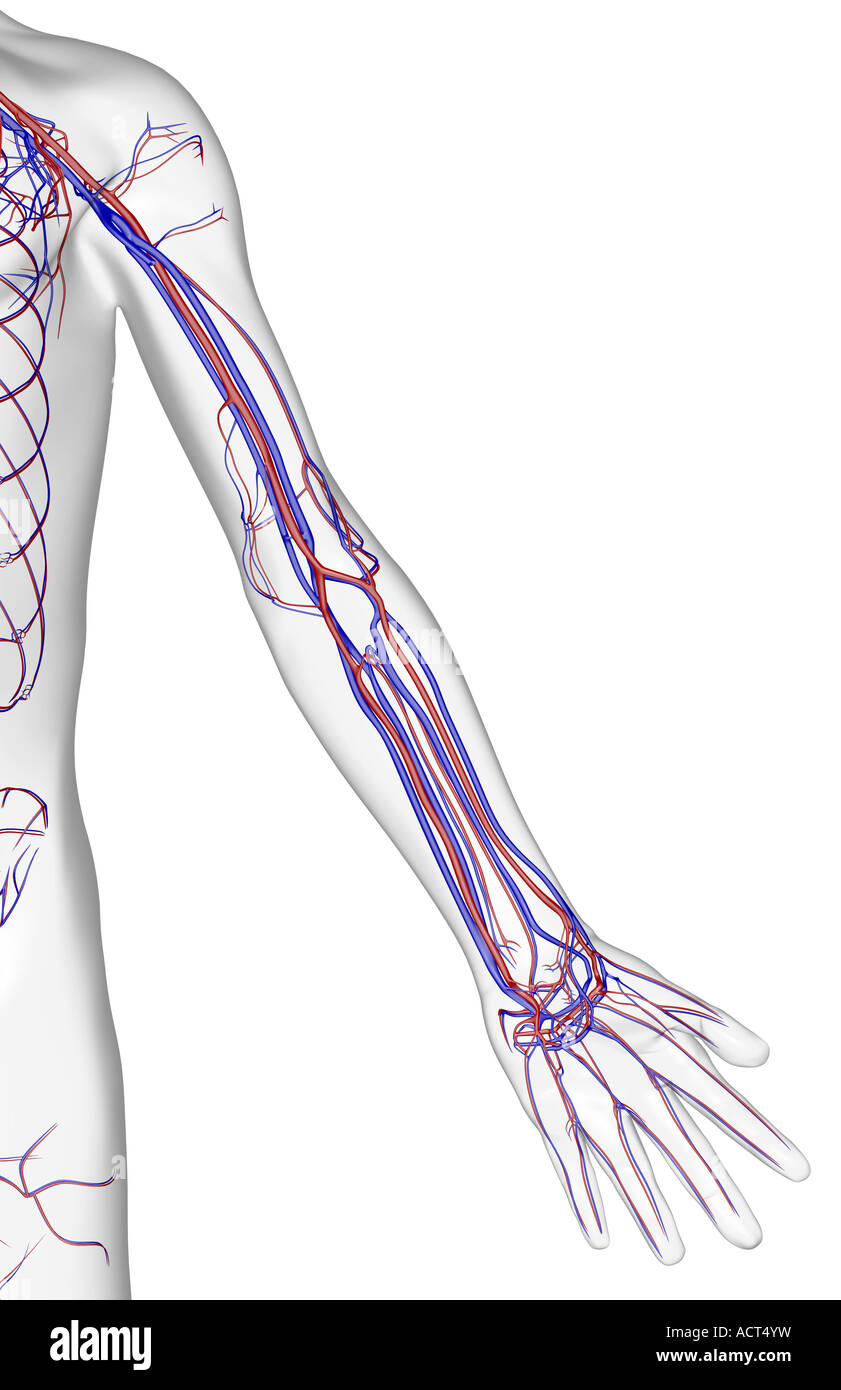 The blood supply of the upper limb Stock Photo