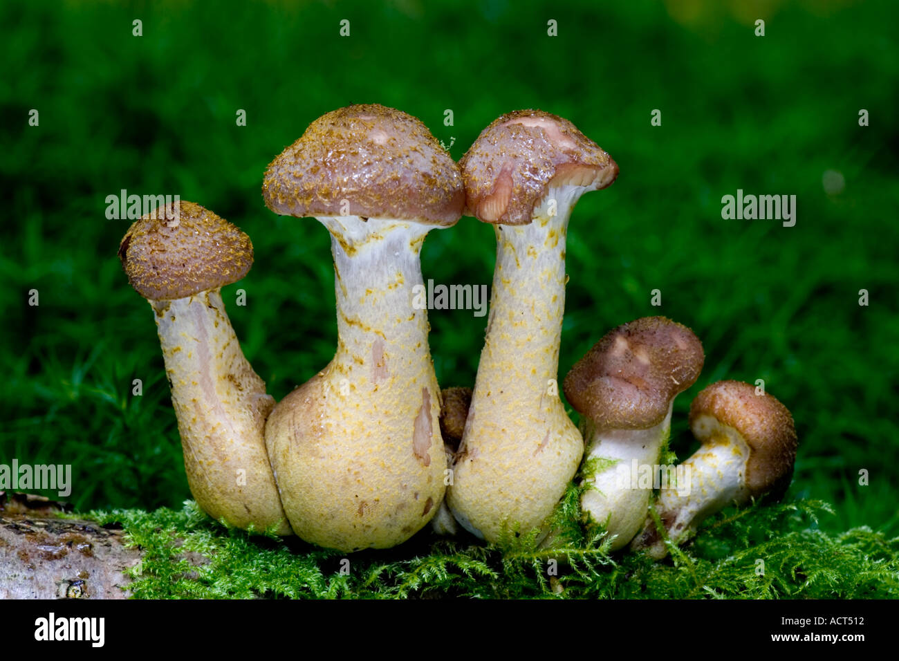 Armillaria mellea Stock Photo