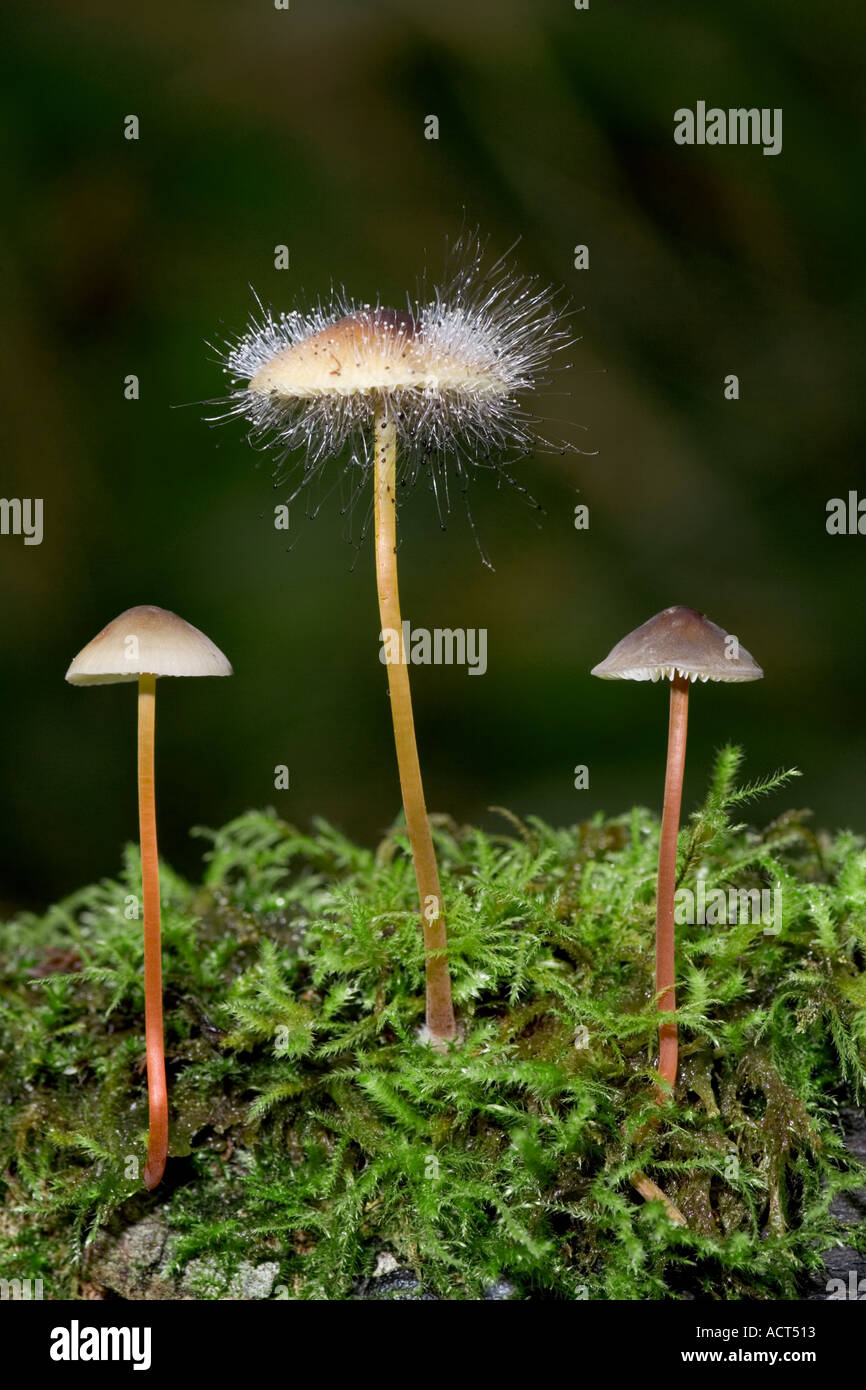 Bonnet Mould Spinellus fusiger Growing on a Mycena Stock Photo