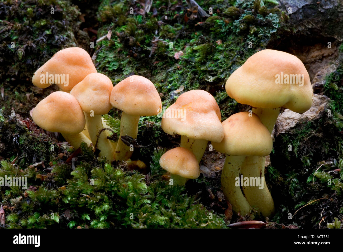 Sulphur Tuft Hypholoma fasciculare Stock Photo
