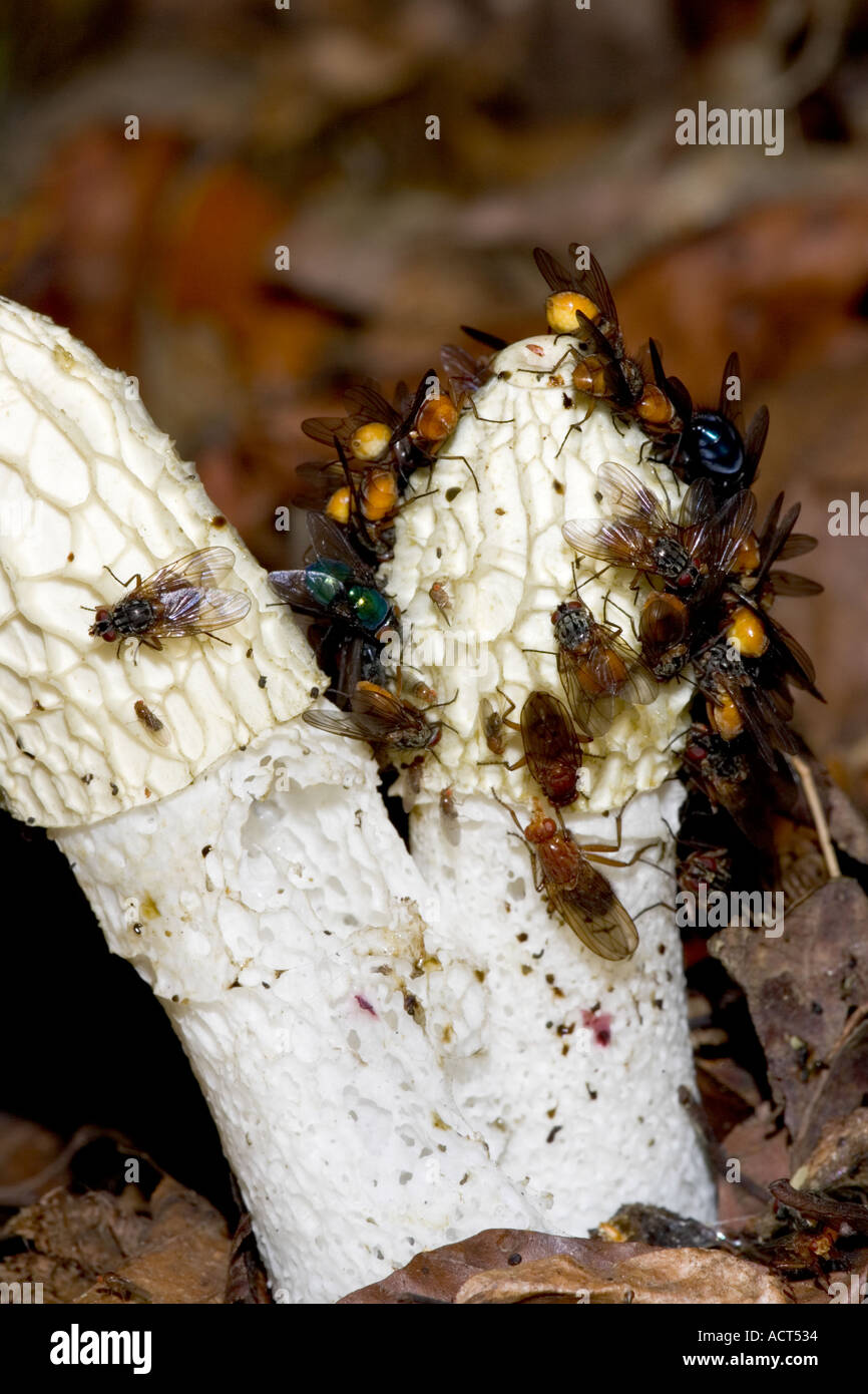 Stinkhorn Phallus impudicus Showing flies Stock Photo