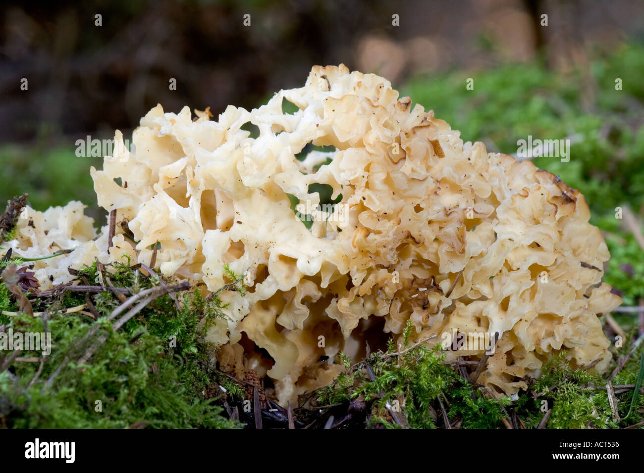 Wood Cauliflower Sparassis crispa Stock Photo