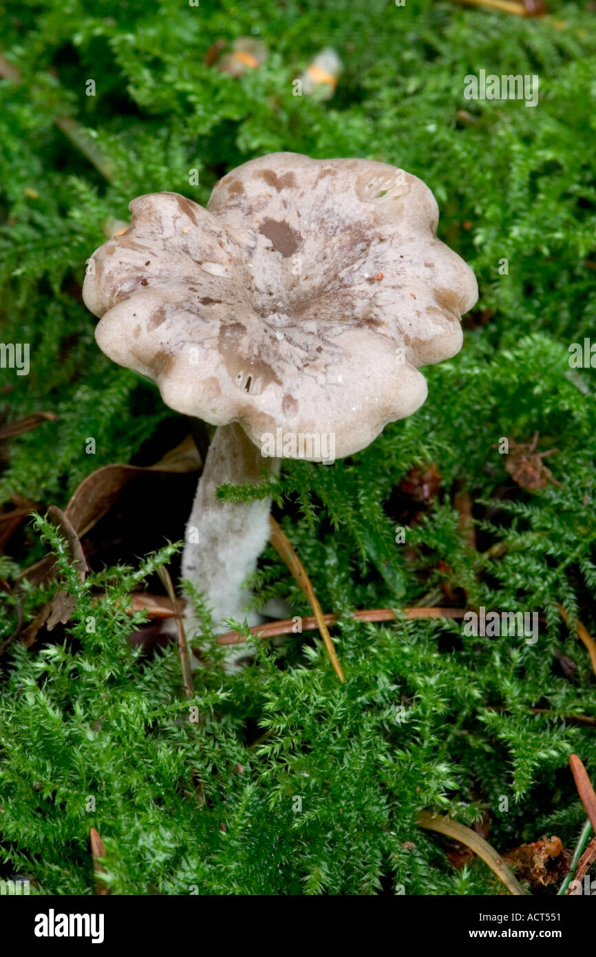 Clitocybe phyllophila Stock Photo