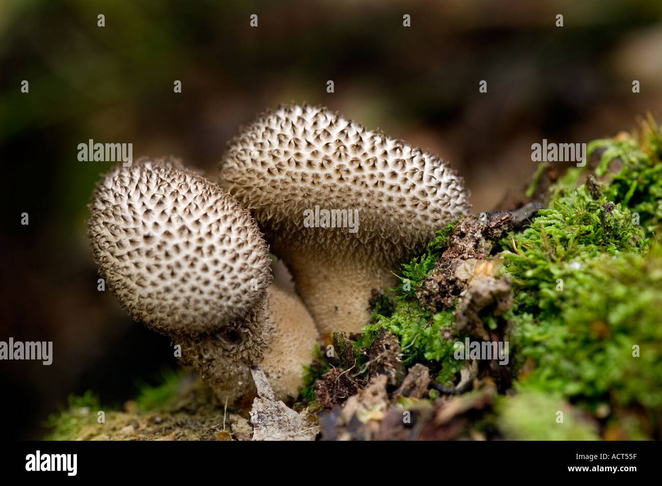 Dusky Puffball Lycoperdon nigrescens Stock Photo