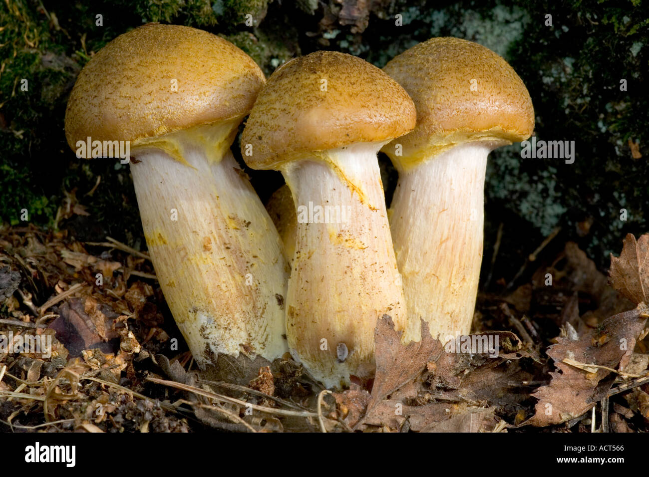 Honey Fungus Armillaria mellea Stock Photo