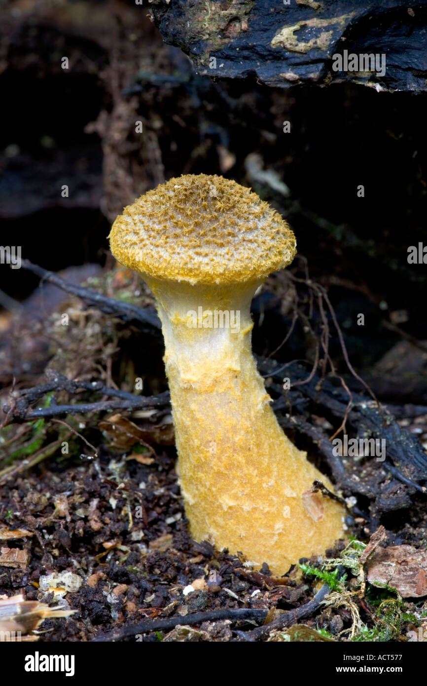 Honey Fungus Armillaria Mellea Stock Photo