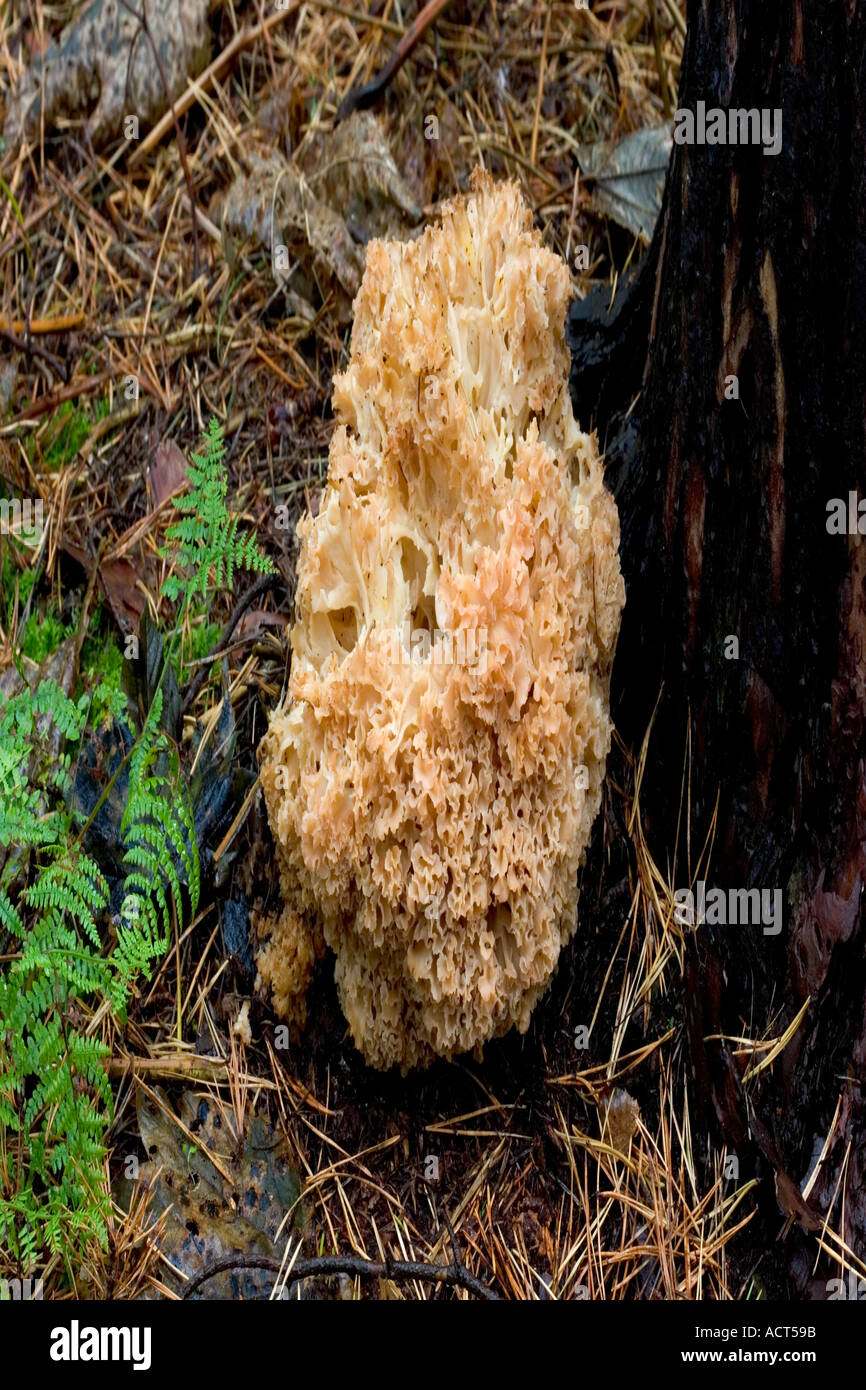 The Cauliflower Mushroom Sparassis crispa Stock Photo