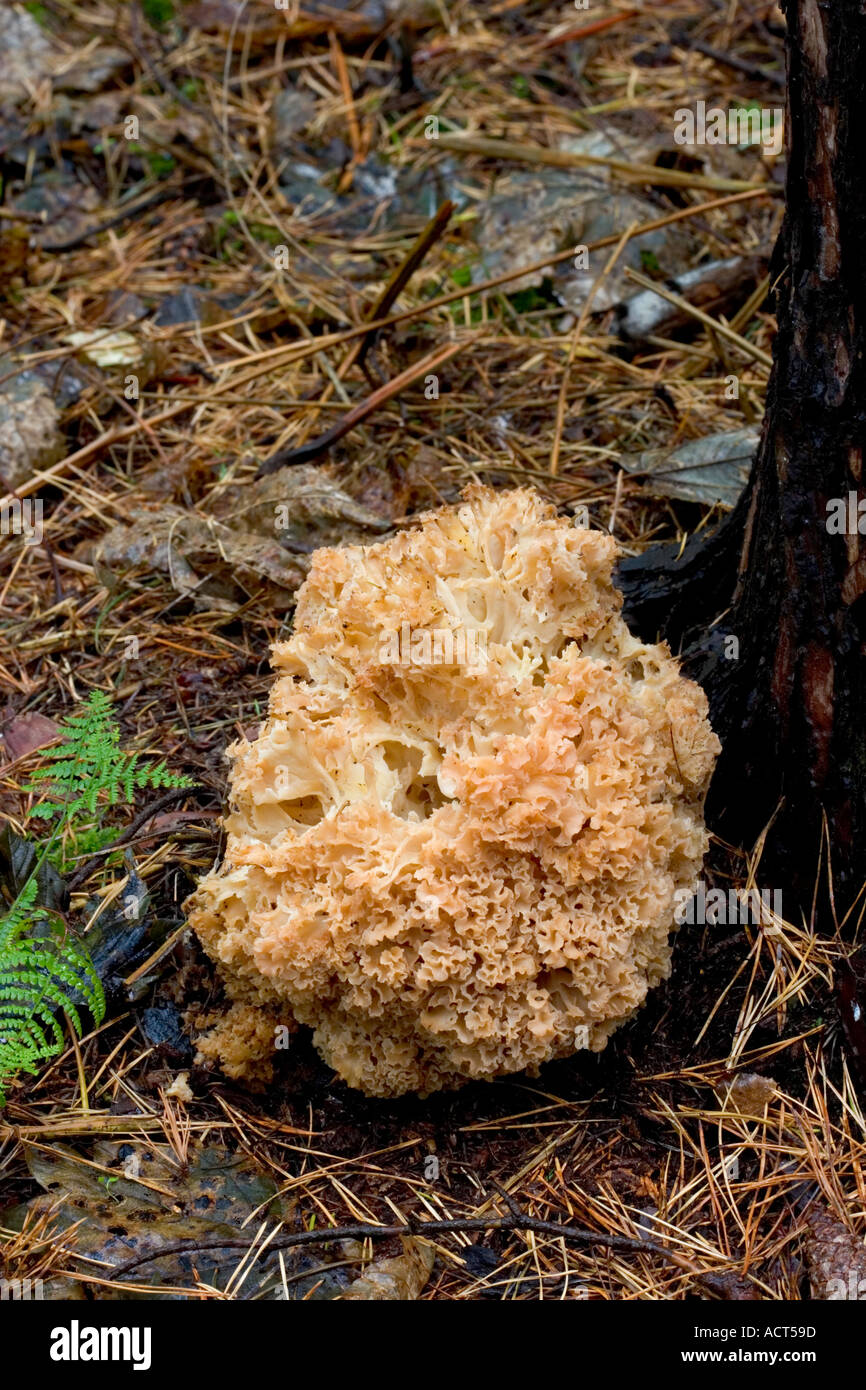 The Cauliflower Mushroom Sparassis crispa growing at sandy lodge amongst pine litter Stock Photo