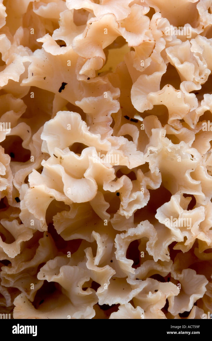 The Cauliflower Mushroom Sparassis crispa close up detail view growing the lodge sandy bedfordshire Stock Photo