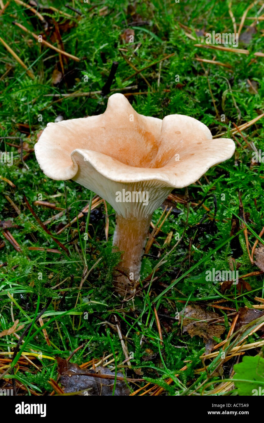 club foot Clitocybe clavipes close up view showing cap the lodge sandy bedfordshire Stock Photo