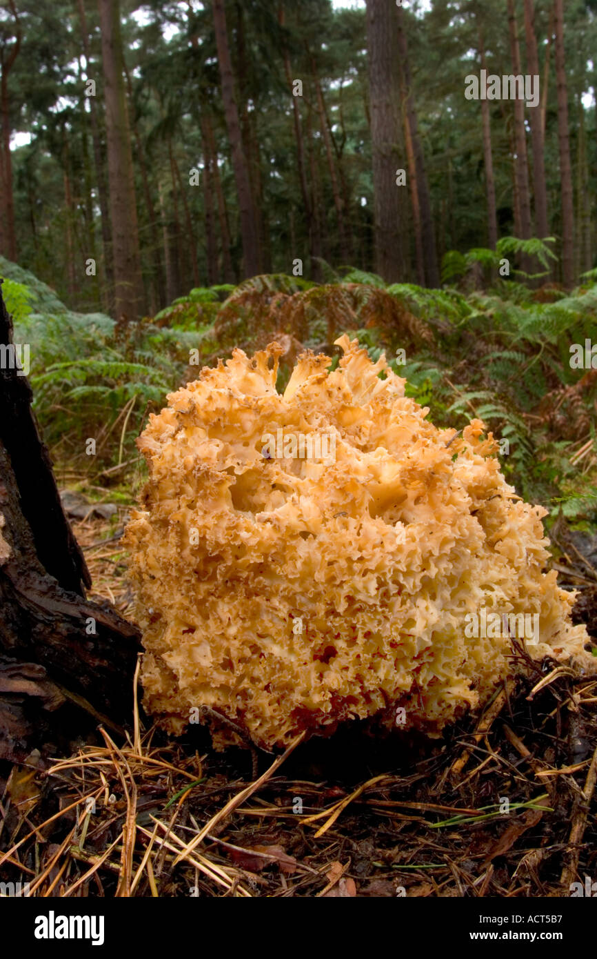 The Cauliflower Mushroom Sparassis crispa wide angle view Stock Photo