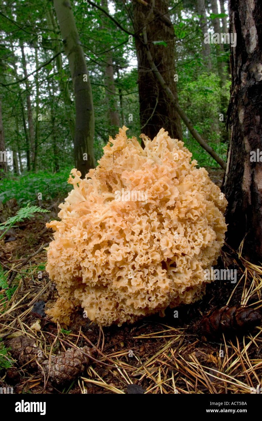The Cauliflower Mushroom Sparassis crispa wide angle view growing against pine tree the lodge sandy bedfordshire Stock Photo