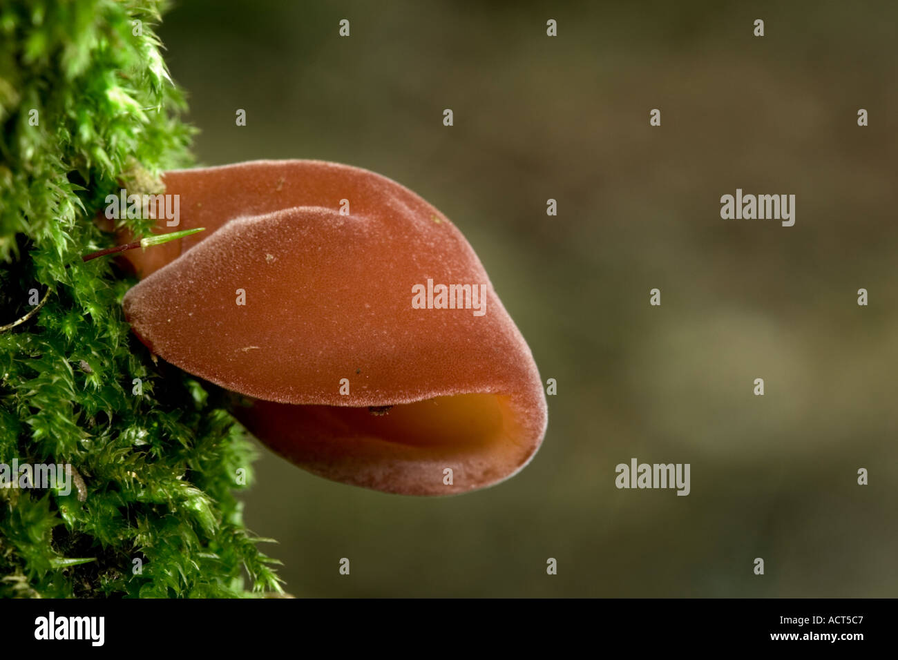 Jews Ear Auricularia auricula judae close up with nice out of focus background potton bedfordshire Stock Photo