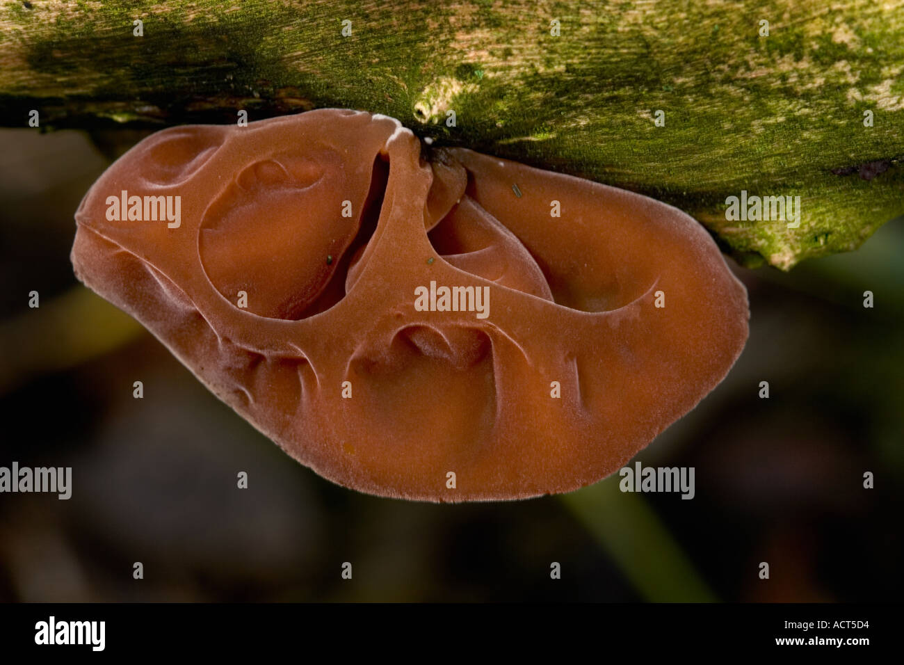 Jews Ear Auricularia auricula judae close up view showing textured cap potton bedfordshire Stock Photo