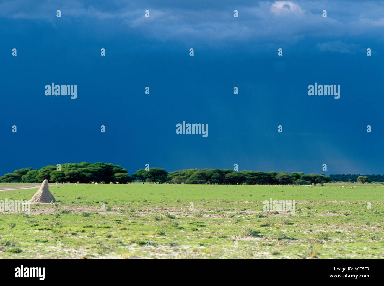 A scene in the central Kalahari Game Reserve Deception valley showing storm clouds building and distant herds of zebra Stock Photo