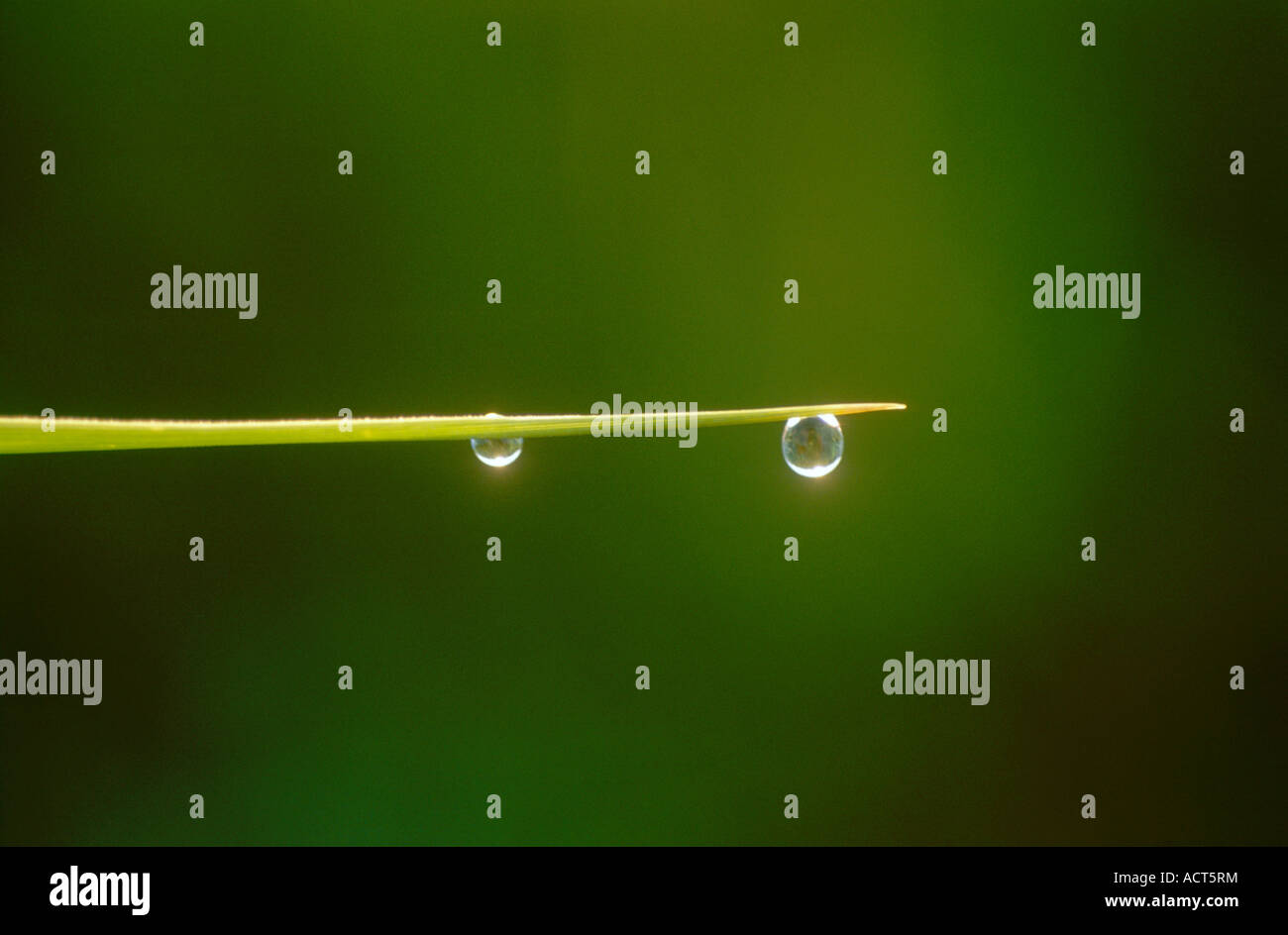Backlit view of raindrops on reed leaf Nelspruit Mpumalanga South Africa Stock Photo