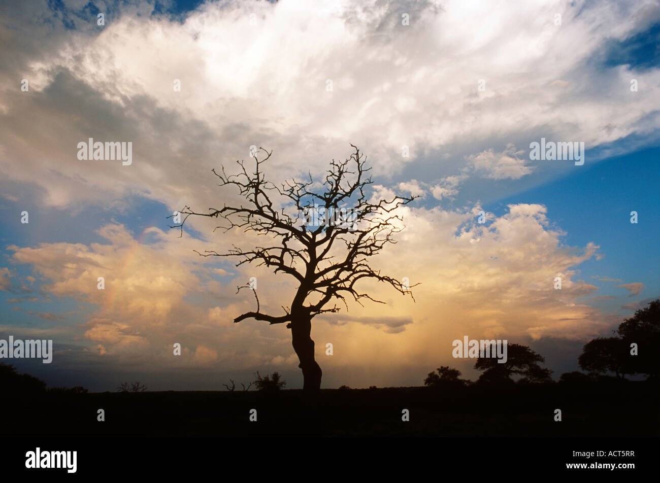 Scenic view of storm clouds and dead tree framed against the sky at sunset Sabi Sand Game Reserve Mpumalanga South Africa Stock Photo