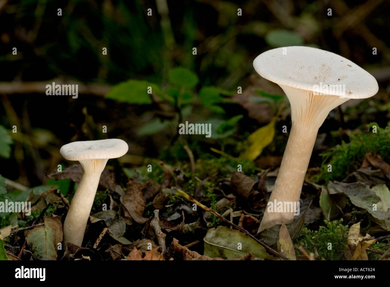 Trooping Funnel Clitocybe geotropa growing amongst leaf litter potton wood bedfordshire Stock Photo