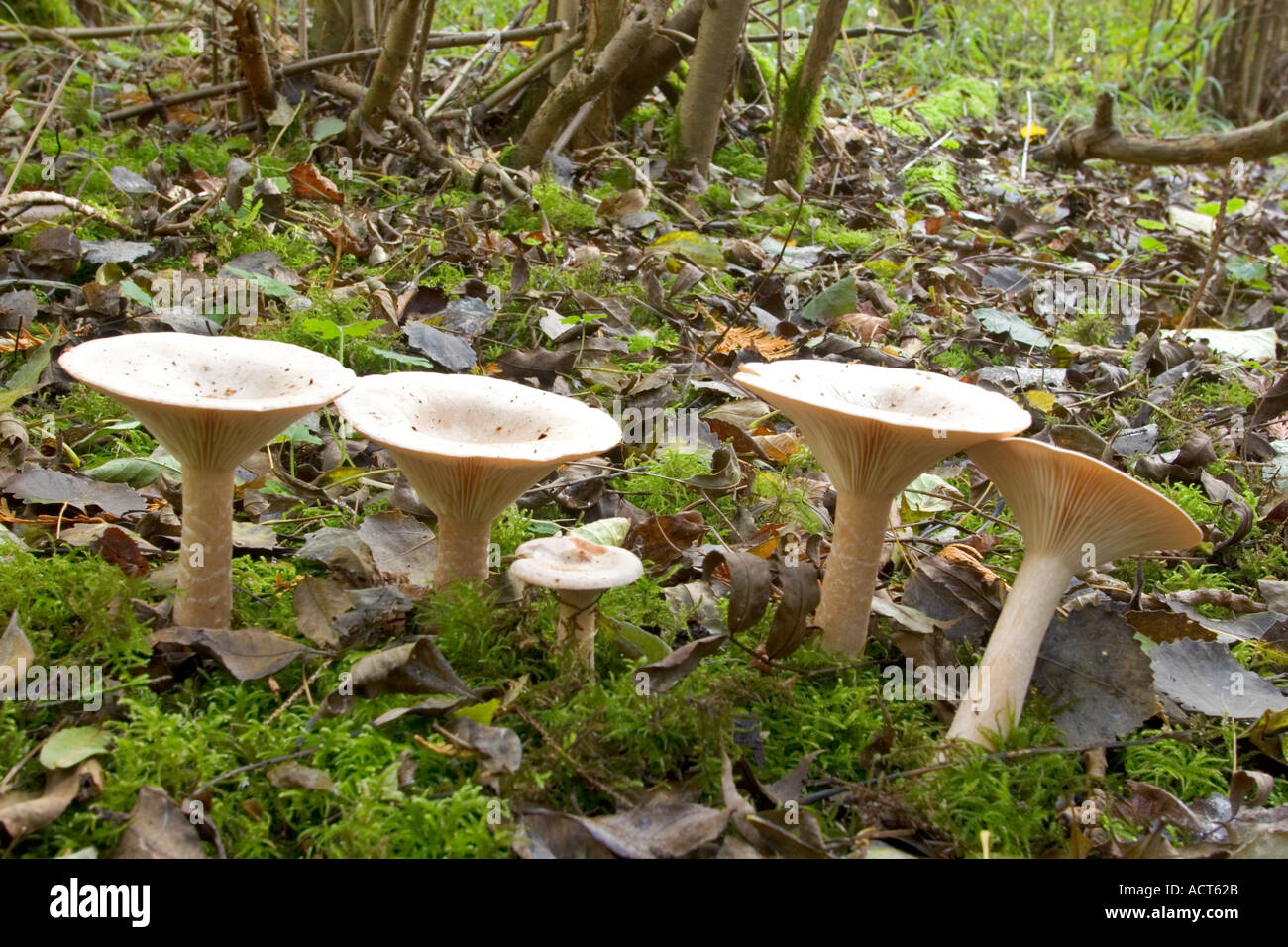 Peppery Milk-cap (Lactarius piperatus) nice group growing in leaf litter potton wood bedfordshire Stock Photo