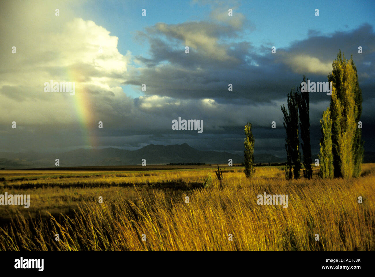 View over grassy landscape with partial rainbow and tall poplar trees Clarens South Africa Stock Photo