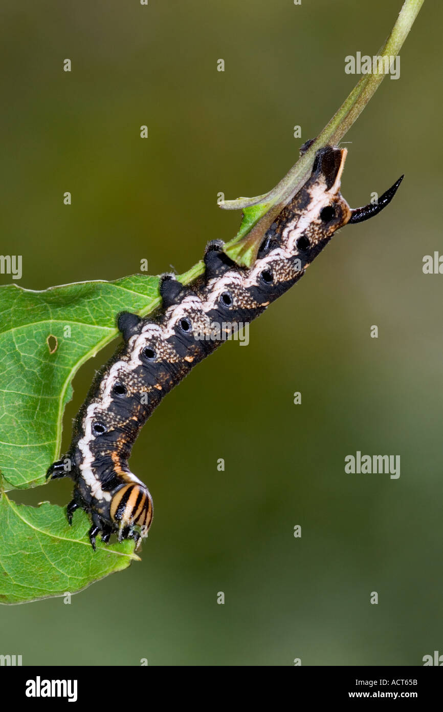 Convolvulus Hawk moth Agrius convolvuli Larvae feeding on bindweed potton bedordshire Stock Photo